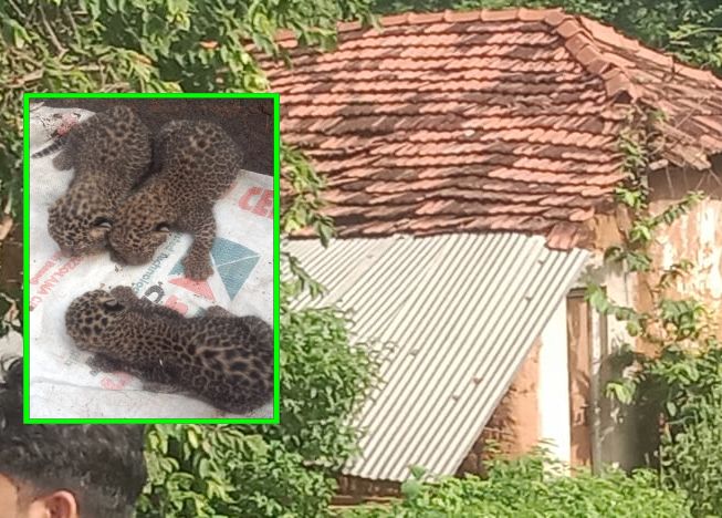 OMG a leopard gave birth to three cubs in a house in Chakka village chandrapur | बापरे, चक्क गावातील एका घरात बिबट्याची प्रसूती, तीन बछड्यांना दिला जन्म OMG a leopard gave birth to three cubs in a house in Chakka village chandrapur | बापरे, चक्क गावातील एका घरात बिबट्याची प्रसूती, तीन बछड्यांना दिला जन्म