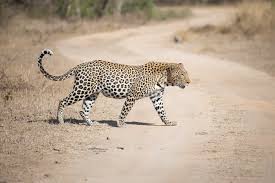 Five leopards in the city of Lonar! | लोणार शहरालगत तब्बल पाच बिबट्यांचा वावर! Five leopards in the city of Lonar! | लोणार शहरालगत तब्बल पाच बिबट्यांचा वावर!