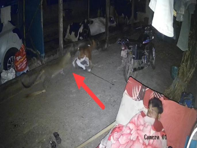 pune news three leopards in trouble at Vadgaon Kashimbeg The calf was saved by the vigilance of a farm laborer | वडगाव काशिंबेग येथे तीन बिबट्यांचा थरार; शेतमजुराच्या सतर्कतेने वासरू बचावले pune news three leopards in trouble at Vadgaon Kashimbeg The calf was saved by the vigilance of a farm laborer | वडगाव काशिंबेग येथे तीन बिबट्यांचा थरार; शेतमजुराच्या सतर्कतेने वासरू बचावले