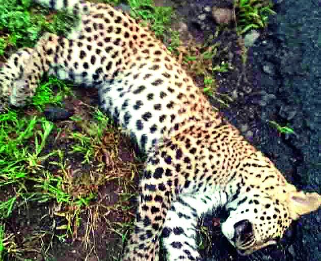 Crime against the death of a leopard | बिबट्याच्या मृत्यूप्रकरणी गुन्हा Crime against the death of a leopard | बिबट्याच्या मृत्यूप्रकरणी गुन्हा