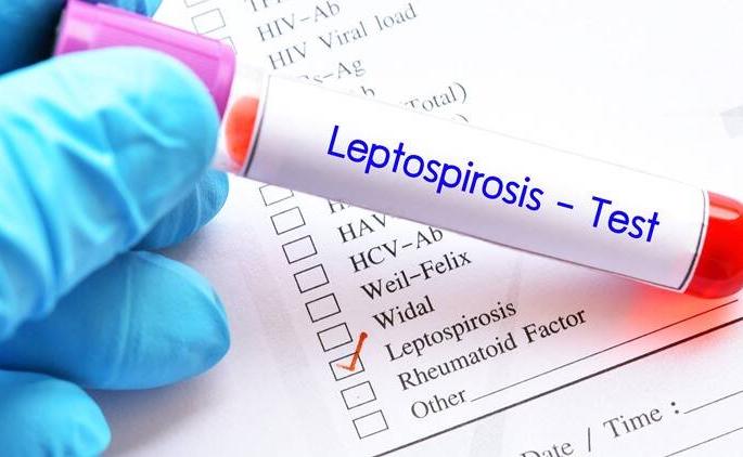 Thane rural lepto-like fever | ठाणे ग्रामीण लेप्टोसदृश्य तापाने फणफणले Thane rural lepto-like fever | ठाणे ग्रामीण लेप्टोसदृश्य तापाने फणफणले