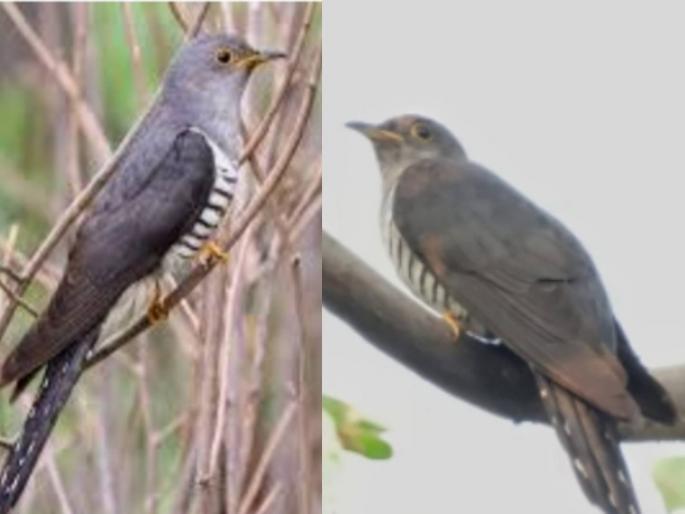 sightings of rare lesser cuckoo in uran | उरणमध्ये दुर्मिळ ' लेसर कूकू ' चे दर्शन  sightings of rare lesser cuckoo in uran | उरणमध्ये दुर्मिळ ' लेसर कूकू ' चे दर्शन
