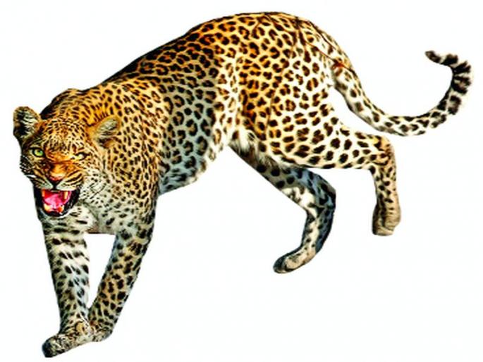 Who is responsible for the development of wild animals in the human habitation? | वन्य प्राण्यांचा वाढला मानवी वस्तीमध्ये वावर, याला नेमके जबाबदार कोण? Who is responsible for the development of wild animals in the human habitation? | वन्य प्राण्यांचा वाढला मानवी वस्तीमध्ये वावर, याला नेमके जबाबदार कोण?