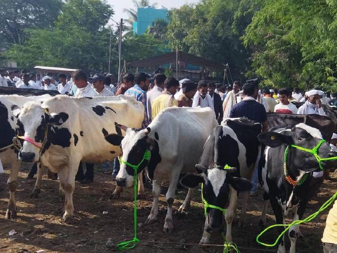 improvement in the market price of animals, the market is booming with the hope that fodder will be available again | जनावरांच्या बाजारभावात होतेय सुधारणा, पुन्हा चारा होईल या आशेने बाजारात तेजी improvement in the market price of animals, the market is booming with the hope that fodder will be available again | जनावरांच्या बाजारभावात होतेय सुधारणा, पुन्हा चारा होईल या आशेने बाजारात तेजी