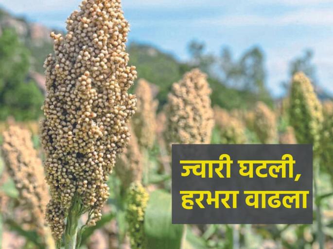 Gram increased, jowar decreased; Farmers changed the crop pattern | हरभरा वाढला, ज्वारी घटली; शेतकऱ्यांनी बदलला पीक पॅटर्न Gram increased, jowar decreased; Farmers changed the crop pattern | हरभरा वाढला, ज्वारी घटली; शेतकऱ्यांनी बदलला पीक पॅटर्न