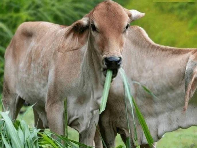 Animals succumb to diseases like bulkandy due to wrong fodder management | चुकीच्या चारा व्यवस्थापनामुळे जनावरे बुळकांडी सारख्या आजारांना बळी Animals succumb to diseases like bulkandy due to wrong fodder management | चुकीच्या चारा व्यवस्थापनामुळे जनावरे बुळकांडी सारख्या आजारांना बळी