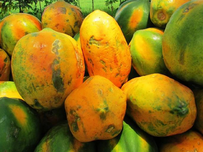 Papaya two rupees per kg; Rotavator on two acres! | पपई दोन रुपये किलो; दोन एकरांवर रोटावेटर ! Papaya two rupees per kg; Rotavator on two acres! | पपई दोन रुपये किलो; दोन एकरांवर रोटावेटर !