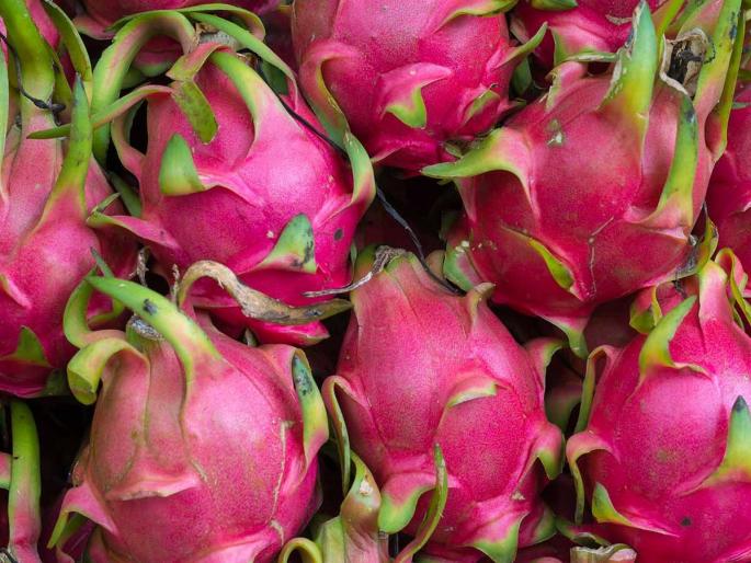 Sarlatai chose a different path; Plantation of dragon fruit at 3.5 lakhs, income of 15 lakhs | सरलाताईंनी निवडली वेगळी वाट; साडेतीन लाखात ड्रॅगन फ्रूटची लागवड, १५ लाखांचे उत्पन्न Sarlatai chose a different path; Plantation of dragon fruit at 3.5 lakhs, income of 15 lakhs | सरलाताईंनी निवडली वेगळी वाट; साडेतीन लाखात ड्रॅगन फ्रूटची लागवड, १५ लाखांचे उत्पन्न