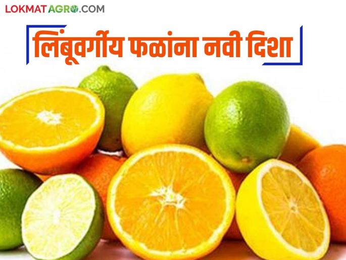 'CCRI': citrus fruits import new variety | 'CCRI' : 'सीसीआरआय'चे क्रांतिकारी पाऊल शेतकऱ्यांना फायदेशीर कसे ते वाचा सविस्तर 'CCRI': citrus fruits import new variety | 'CCRI' : 'सीसीआरआय'चे क्रांतिकारी पाऊल शेतकऱ्यांना फायदेशीर कसे ते वाचा सविस्तर