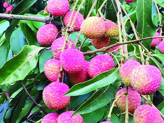 This year, the increase in the production of Bolli, Litchi | घोलवड, बोर्डीतील लिचीच्या उत्पादनात यंदा वाढ This year, the increase in the production of Bolli, Litchi | घोलवड, बोर्डीतील लिचीच्या उत्पादनात यंदा वाढ