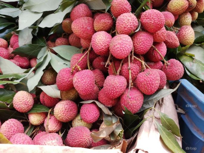 Bihar's childrens died due to eating lichi? Know the real reason | लिची खाल्ल्याने बिहारमधील बालकांचा मृत्यू? जाणून घ्या खरे कारण Bihar's childrens died due to eating lichi? Know the real reason | लिची खाल्ल्याने बिहारमधील बालकांचा मृत्यू? जाणून घ्या खरे कारण