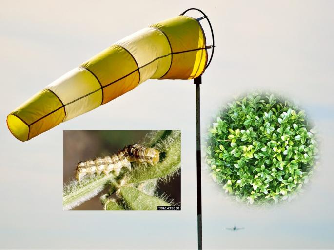 Importance of light trap technology for pest control in crop | तुमचा विश्वास बसणार नाही इतक्या कमी खर्चात होईल कीड नियंत्रण; हा उपाय करा Importance of light trap technology for pest control in crop | तुमचा विश्वास बसणार नाही इतक्या कमी खर्चात होईल कीड नियंत्रण; हा उपाय करा