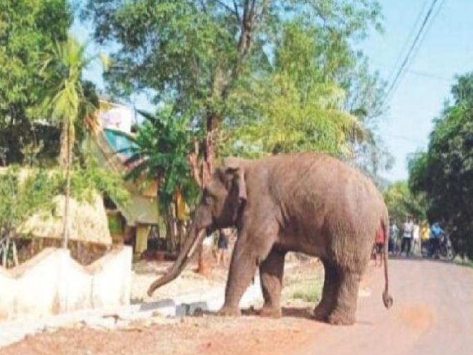 Daytime elephants in Lingnoor, Dugunwadi Kolhapur district; Damage to maize, sugarcane, banana, coconut crops | Kolhapur News: लिंगनूर, दुगूनवाडीत भरदिवसा हत्ती; मका, ऊस, केळी, नारळ पिकांचे नुकसान  Daytime elephants in Lingnoor, Dugunwadi Kolhapur district; Damage to maize, sugarcane, banana, coconut crops | Kolhapur News: लिंगनूर, दुगूनवाडीत भरदिवसा हत्ती; मका, ऊस, केळी, नारळ पिकांचे नुकसान