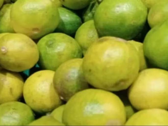 Pimpri Chinchwad news Lemons have gained in price as the heat of the summer increases, one lemon costs Rs 8 to 10 | उन्हाचा चटका वाढल्याने लिंबांना आला ‘भाव’, एक लिंबू ८ ते १० रुपयांना Pimpri Chinchwad news Lemons have gained in price as the heat of the summer increases, one lemon costs Rs 8 to 10 | उन्हाचा चटका वाढल्याने लिंबांना आला ‘भाव’, एक लिंबू ८ ते १० रुपयांना