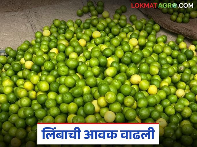 Limbu Bajar Bhav; Arrival of green lemons increased in Solapur Market Committee; How are prices being obtained? | Limbu Bajar Bhav; सोलापूर बाजार समितीत हिरव्या लिंबाची आवक वाढली; कसा मिळतोय दर? Limbu Bajar Bhav; Arrival of green lemons increased in Solapur Market Committee; How are prices being obtained? | Limbu Bajar Bhav; सोलापूर बाजार समितीत हिरव्या लिंबाची आवक वाढली; कसा मिळतोय दर?