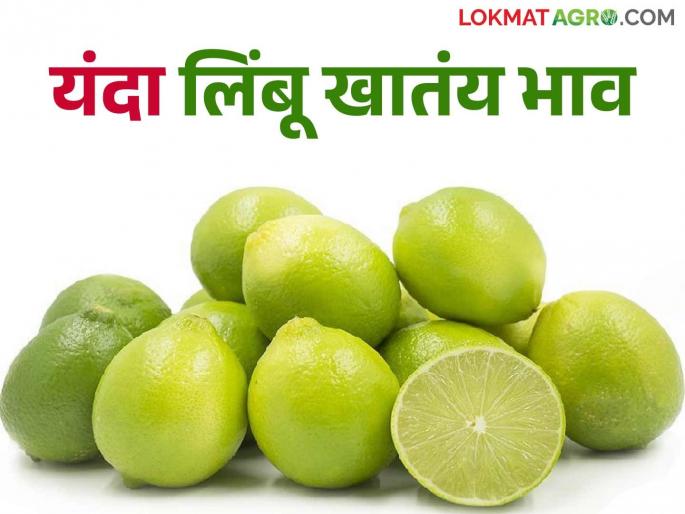 Limbu Bajar Bhav : Huge increase in the market price of lemon; But who exactly benefits from the higher price? | Limbu Bajar Bhav : लिंबाच्या बाजारभावात मोठी वाढ; पण जादा दराचा फायदा नेमका कुणाला?