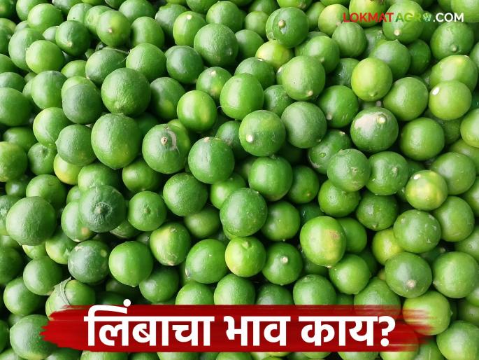 latest news Limbu Bajar Bhav: Lemon prices have fallen sharply; know how to get the price | Limbu Bajar Bhav : लिंबू दरात माेठी घसरण; जाणून घ्या कसा मिळतोय भाव latest news Limbu Bajar Bhav: Lemon prices have fallen sharply; know how to get the price | Limbu Bajar Bhav : लिंबू दरात माेठी घसरण; जाणून घ्या कसा मिळतोय भाव