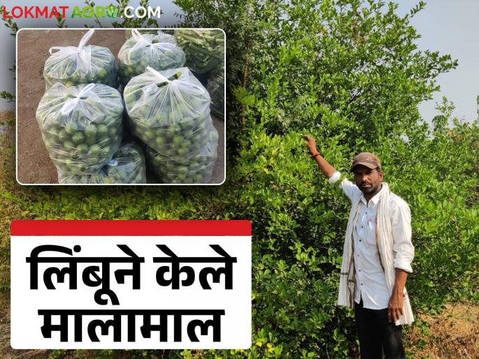 Farmer Success Story: latest news Ravindra Gaikwad from Gaiwal became rich with lemon; Read the success story in detail | Farmer Success Story: गायवळ येथील रविंद्र गायकवाड यांना लिंबूने केले मालामाल; वाचा यशकथा सविस्तर Farmer Success Story: latest news Ravindra Gaikwad from Gaiwal became rich with lemon; Read the success story in detail | Farmer Success Story: गायवळ येथील रविंद्र गायकवाड यांना लिंबूने केले मालामाल; वाचा यशकथा सविस्तर