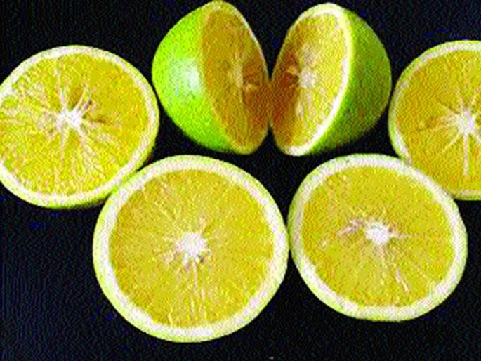 District Hospital Patients to Get Nashik Citrus; The basis of social media | जिल्हा रुग्णालयातील रुग्णांना मिळणार नाशिकची मोसंबी; सोशल मीडियाचा आधार District Hospital Patients to Get Nashik Citrus; The basis of social media | जिल्हा रुग्णालयातील रुग्णांना मिळणार नाशिकची मोसंबी; सोशल मीडियाचा आधार