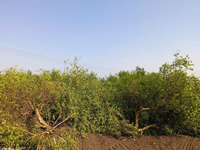 Tired of the government's policy, the farmer cuts the lemon trees ! | शासनाच्या धोरणाला कंटाळून शेतकऱ्याने केली लिंबोणीची बाग भुईसपाट ! Tired of the government's policy, the farmer cuts the lemon trees ! | शासनाच्या धोरणाला कंटाळून शेतकऱ्याने केली लिंबोणीची बाग भुईसपाट !