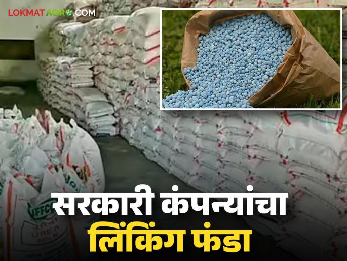latest news Fertilizer Linking: Coercion with subsidized fertilizers; ‘Linking’ funds of government companies exposed | Fertilizer Linking : अनुदानित खतांसोबत जबरदस्ती; सरकारी कंपन्यांचा ‘लिंकिंग’ फंडा उघड latest news Fertilizer Linking: Coercion with subsidized fertilizers; ‘Linking’ funds of government companies exposed | Fertilizer Linking : अनुदानित खतांसोबत जबरदस्ती; सरकारी कंपन्यांचा ‘लिंकिंग’ फंडा उघड