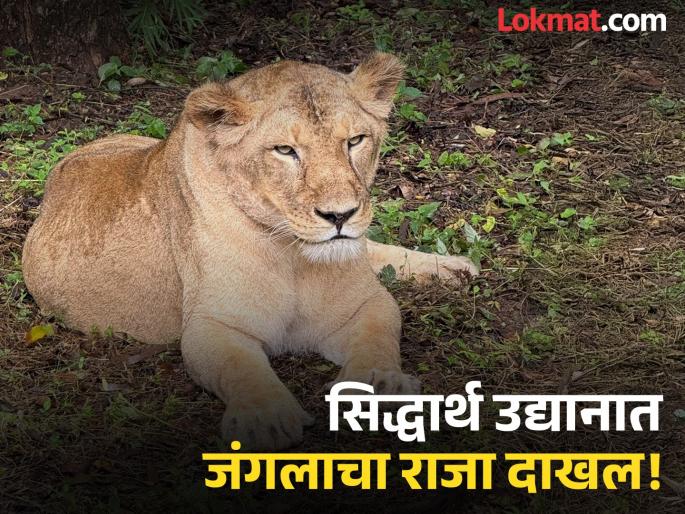 'Lion roar' at Siddhartha Park in Chhatrapati Sambhajinagar; pair of Lion, Bear and wolf 6 new guests brought from Karnataka in exchange for tigers | सिद्धार्थ उद्यानात 'सिंहाची डरकाळी'; वाघांच्या बदल्यात कर्नाटकातून आणले ६ नवे पाहुणे