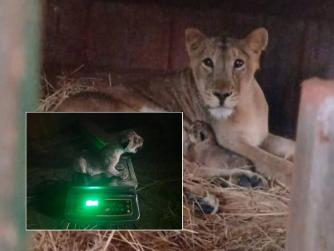 Mansi lioness gives birth to a cub in a national park in Mumbai | मुंबईत 'छावा' जन्मला..! १४ वर्षांची प्रतिक्षा संपली; मानसी सिंहीण बनली आई Mansi lioness gives birth to a cub in a national park in Mumbai | मुंबईत 'छावा' जन्मला..! १४ वर्षांची प्रतिक्षा संपली; मानसी सिंहीण बनली आई