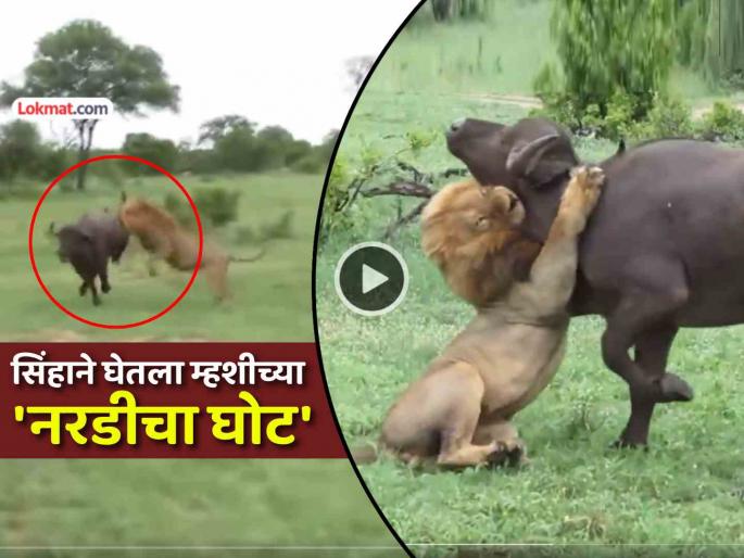 trending video lion hunts buffalo shows strength hunting goes viral social media | VIDEO: सिंहाने खतरनाक झडप घेत म्हशीची केली शिकार, अवघ्या दीड मिनिटात केला 'खेळ खल्लास' trending video lion hunts buffalo shows strength hunting goes viral social media | VIDEO: सिंहाने खतरनाक झडप घेत म्हशीची केली शिकार, अवघ्या दीड मिनिटात केला 'खेळ खल्लास'