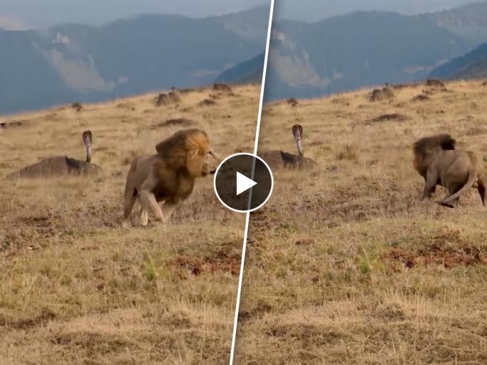 VIDEO : Cobra suddenly came in the way of lion watch what happen next | सिंहाच्या समोर अचानक आला किंग कोब्रा, बघा जंगलाच्या राजाची कशी झाली हालत! VIDEO : Cobra suddenly came in the way of lion watch what happen next | सिंहाच्या समोर अचानक आला किंग कोब्रा, बघा जंगलाच्या राजाची कशी झाली हालत!
