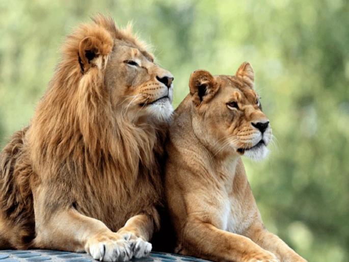 akbar sita lions row tripura government suspended officers after calcutta high court verdict | सिंहाचे 'अकबर' अन् सिंहिणीचे 'सीता' नाव ठेवणाऱ्या वनाधिकारीचे निलंबन! त्रिपुरा सरकारचा निर्णय