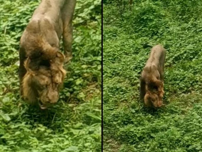 Gujarat khambha forest lion eating green grass viral video | VIDEO : कधी सिंहाला गवत खाताना पाहिलं आहे का?; नसेल पाहिलं तर आता पाहा... Gujarat khambha forest lion eating green grass viral video | VIDEO : कधी सिंहाला गवत खाताना पाहिलं आहे का?; नसेल पाहिलं तर आता पाहा...