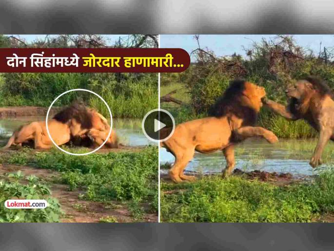 two lions fight video goes viral on social media online battle of supremacy watch trending | Video: दोन सिंहांमध्ये जुंपली... तुफान भांडण, एकमेकांवर हल्ले... पाहा कोण कुणावर भारी? two lions fight video goes viral on social media online battle of supremacy watch trending | Video: दोन सिंहांमध्ये जुंपली... तुफान भांडण, एकमेकांवर हल्ले... पाहा कोण कुणावर भारी?