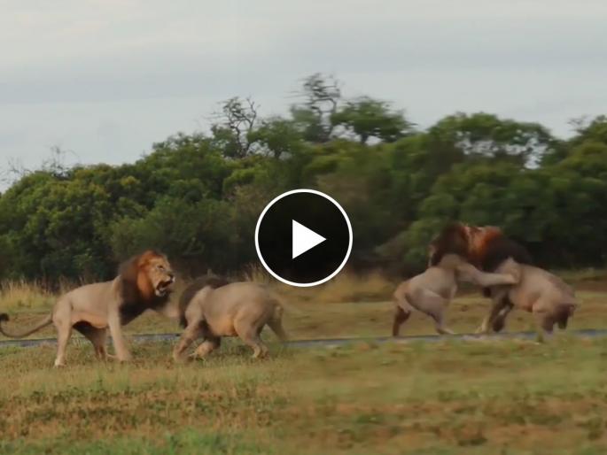 two lion fighting for lioness video goes viral on social media | एका सिंहिणीसाठी आपापसात भिडले दोन सिंह, लढाईचा शेवट आहे धक्कादायक!
