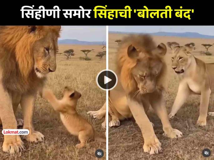 trending video lioness punch lion one fight then what happened next will make you laugh | Video: सिंहीणीने सिंहाला मारली एक 'फाईट', पुढे जे झालं ते पाहून तुम्हालाही होईल हसू अनावर