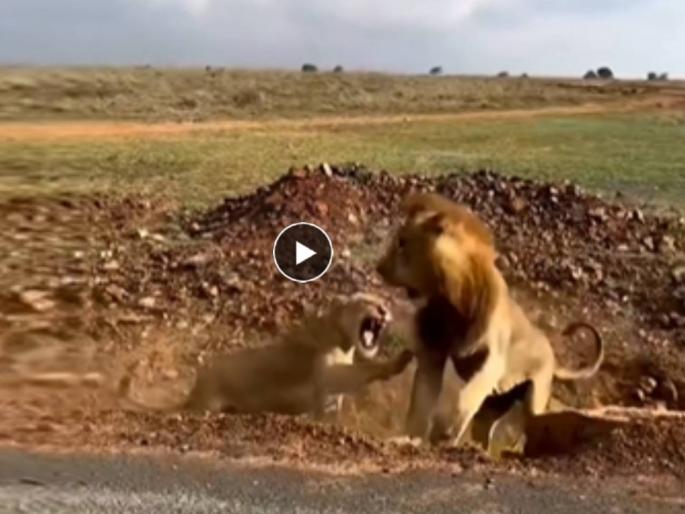 Lion Lioness Fight video goes viral on social media people comment on funny clip watch | Lion Lioness Fight Video: सिंहाने केली गर्जना, मग सिंहीणीने दाखवला इंगा... 'जंगलच्या राजा'ची झाली बोलती बंद! Lion Lioness Fight video goes viral on social media people comment on funny clip watch | Lion Lioness Fight Video: सिंहाने केली गर्जना, मग सिंहीणीने दाखवला इंगा... 'जंगलच्या राजा'ची झाली बोलती बंद!