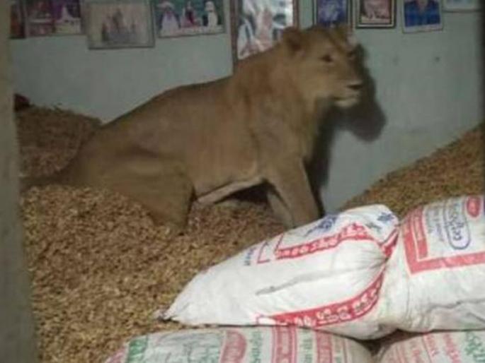 The lion roamed the farmer's house | शेतकऱ्याच्या घरात घुसला सिंह, पाहून सर्वांची उडाली गाळण The lion roamed the farmer's house | शेतकऱ्याच्या घरात घुसला सिंह, पाहून सर्वांची उडाली गाळण