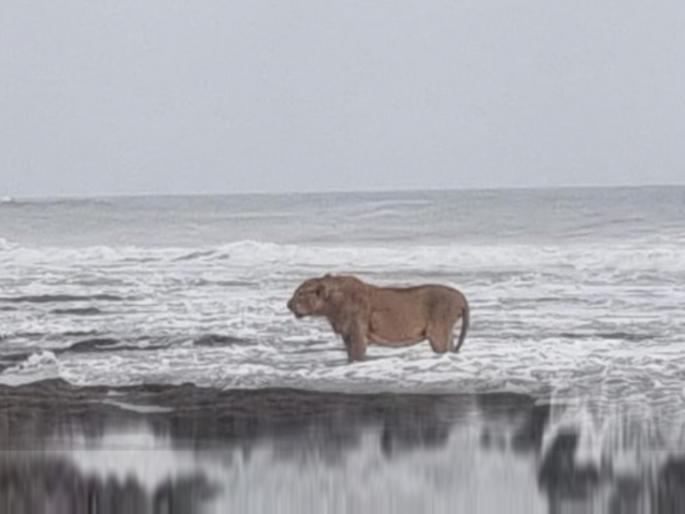 lion seen on sea shore of Gujarat Junagadh pic goes viral see fact check | गुजरातच्या समुद्रातून बाहेर आला सिंह? फोटो व्हायरल होताच रंगली चर्चा, नक्की सत्य काय? lion seen on sea shore of Gujarat Junagadh pic goes viral see fact check | गुजरातच्या समुद्रातून बाहेर आला सिंह? फोटो व्हायरल होताच रंगली चर्चा, नक्की सत्य काय?