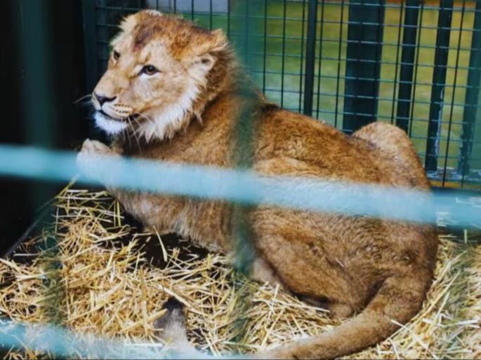 zookeeper tragically records his own death while attempting to impress girlfriend in lions | बापरे! गर्लफ्रेंडला करायचं होतं इम्प्रेस, Video बनवण्यासाठी 'तो' थेट सिंहांच्या पिंजऱ्यात शिरला अन्... zookeeper tragically records his own death while attempting to impress girlfriend in lions | बापरे! गर्लफ्रेंडला करायचं होतं इम्प्रेस, Video बनवण्यासाठी 'तो' थेट सिंहांच्या पिंजऱ्यात शिरला अन्...