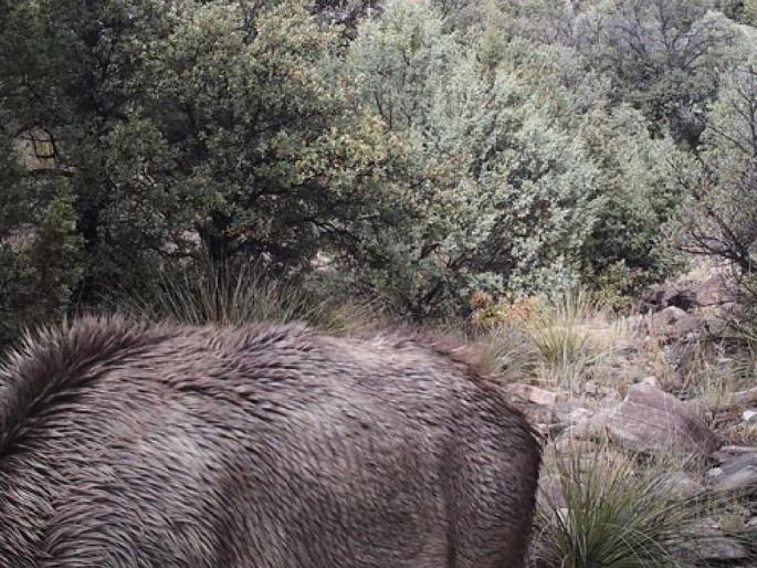 There's A Mountain Lion Waiting To Attack In This Pic. Can You Spot It? | हरणाच्या शिकारीसाठी सिंह सज्ज; 'या' फोटोत शोधून दाखवा बरं!