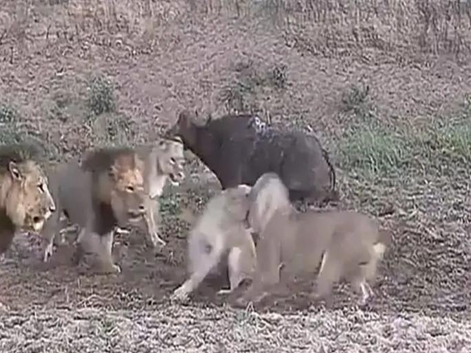 Lions fight over buffalo to eat see what happens next viral video | Video: सिंहांचं भांडण, म्हशीला लाभ... हा व्हिडीओ पाहून पुलंची 'म्हैस' आठवेल! Lions fight over buffalo to eat see what happens next viral video | Video: सिंहांचं भांडण, म्हशीला लाभ... हा व्हिडीओ पाहून पुलंची 'म्हैस' आठवेल!