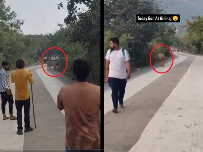 Video: The 'king' of the jungle roams freely on Shatrunjay Hill; fear among tourists and devotee | Video: शत्रुंजय टेकडीवर जंगलाच्या 'राजा'चा मुक्त वावर; सिंह दिसताच पर्यटक घाबरुन पळाले... Video: The 'king' of the jungle roams freely on Shatrunjay Hill; fear among tourists and devotee | Video: शत्रुंजय टेकडीवर जंगलाच्या 'राजा'चा मुक्त वावर; सिंह दिसताच पर्यटक घाबरुन पळाले...