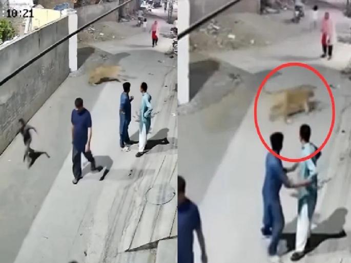 Lion Video Viral: Lion crossed the wall and entered the residential area, attacked the woman and..; Watch the Video | भिंत ओलांडून सिंह रहिवासी भागात शिरला, महिलेवर हल्ला केला अन्..; पाहा Video Lion Video Viral: Lion crossed the wall and entered the residential area, attacked the woman and..; Watch the Video | भिंत ओलांडून सिंह रहिवासी भागात शिरला, महिलेवर हल्ला केला अन्..; पाहा Video