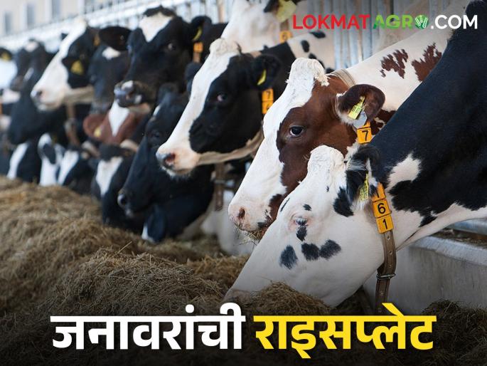 What exactly should be the food plate for cows and buffaloes in summer? Read expert guidance | उन्हाळ्यात गाई म्हशींच्या जेवणाची थाळी नेमके कशी असावी? तज्ञांचं मार्गदर्शन वाचा What exactly should be the food plate for cows and buffaloes in summer? Read expert guidance | उन्हाळ्यात गाई म्हशींच्या जेवणाची थाळी नेमके कशी असावी? तज्ञांचं मार्गदर्शन वाचा