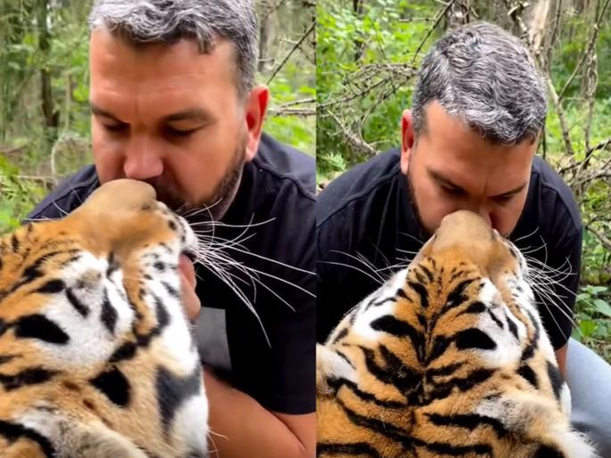 "Brother that's not a girl A young man was seen doing a lip lock with a tiger, you will be amazed after watching the video | "भाई, ती मुलगी नाही...एक पंजा अन्...!"; थेट वाघोसोबतच 'लिप लॉक' करताना दिसला तरुण, Video पाहून तुम्हीही थक्क व्हाल "Brother that's not a girl A young man was seen doing a lip lock with a tiger, you will be amazed after watching the video | "भाई, ती मुलगी नाही...एक पंजा अन्...!"; थेट वाघोसोबतच 'लिप लॉक' करताना दिसला तरुण, Video पाहून तुम्हीही थक्क व्हाल