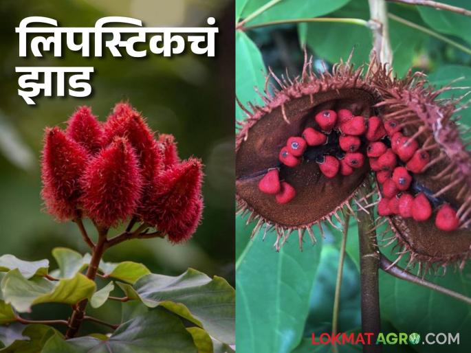 Lipstick Tree : What is the multipurpose lipstick tree? Where is it used; Let's know in detail | Lipstick Tree : बहुपयोगी लिपस्टिकचं झाड आहे तरी काय? कुठे होतो याचा उपयोग; जाणून घेऊया सविस्तर Lipstick Tree : What is the multipurpose lipstick tree? Where is it used; Let's know in detail | Lipstick Tree : बहुपयोगी लिपस्टिकचं झाड आहे तरी काय? कुठे होतो याचा उपयोग; जाणून घेऊया सविस्तर