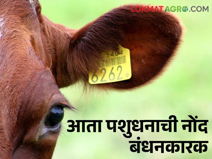 Do this.. Else ban on sale and purchase of livestock from June 1, 2024 | Animal Ear Tagging हे करा.. नाहीतर पशुधनाची खरेदी-विक्री करण्यास १ जून २०२४ पासून प्रतिबंध Do this.. Else ban on sale and purchase of livestock from June 1, 2024 | Animal Ear Tagging हे करा.. नाहीतर पशुधनाची खरेदी-विक्री करण्यास १ जून २०२४ पासून प्रतिबंध