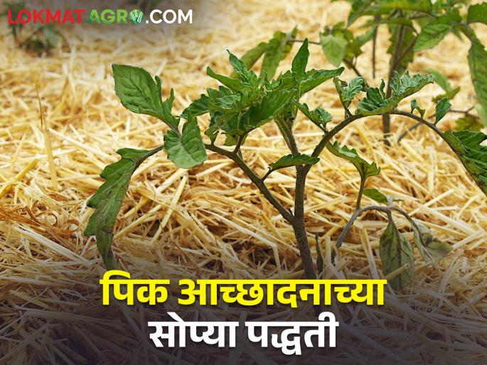 Summer has come.. Crops are getting less water; Use this technique to increase production | आला उन्हाळा.. पिकांना पाणी कमी पडतंय; करा या तंत्राचा वापर वाढेल उत्पादन Summer has come.. Crops are getting less water; Use this technique to increase production | आला उन्हाळा.. पिकांना पाणी कमी पडतंय; करा या तंत्राचा वापर वाढेल उत्पादन