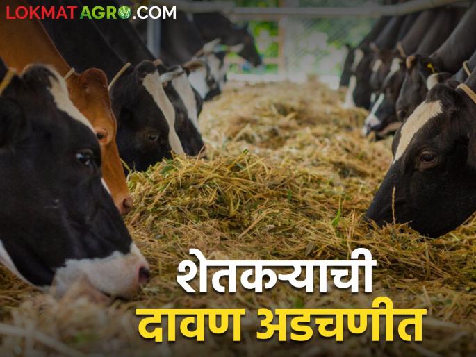 Not get good milk price also cow price but Fodder & water increase the price | न दुधाला दर, न गाईला दर; चारा पाण्यामुळं मात्र खिशाला झळ