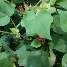 Live samples collection to check quality of Bt varieties | बीटी वाणांंचा दर्जा तपासण्यासाठी ‘लाइव्ह सॅम्पल’ संकलन Live samples collection to check quality of Bt varieties | बीटी वाणांंचा दर्जा तपासण्यासाठी ‘लाइव्ह सॅम्पल’ संकलन