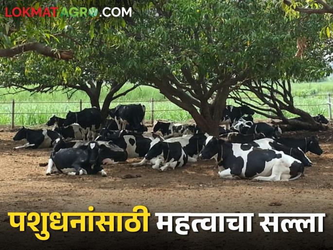 Summer is increasing, what to give the animals with water to prevent heat stroke | उन्हाळा वाढतोय जनावरांना पाण्याबरोबर काय द्याल ज्यामुळे टळेल उष्माघात Summer is increasing, what to give the animals with water to prevent heat stroke | उन्हाळा वाढतोय जनावरांना पाण्याबरोबर काय द्याल ज्यामुळे टळेल उष्माघात